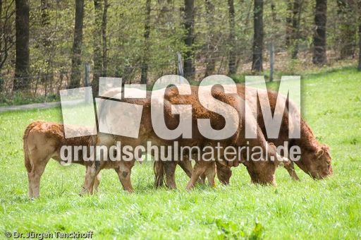 Hausrind (65 von 174).jpg